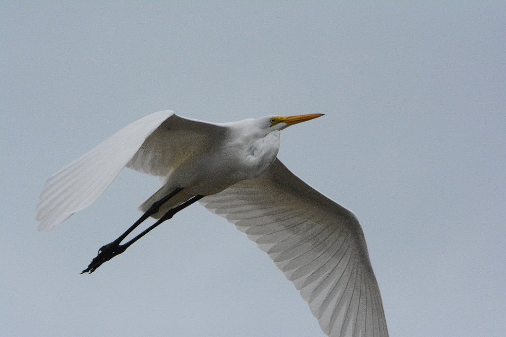 Egret, Great, 2015-01201543 Eagle Lakes Community Park, FL.JPG - Great Egret in flight. Eagle Lakes Community Park, FL, 1-20-2015